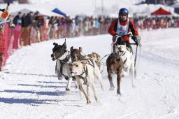 Lenk 2013